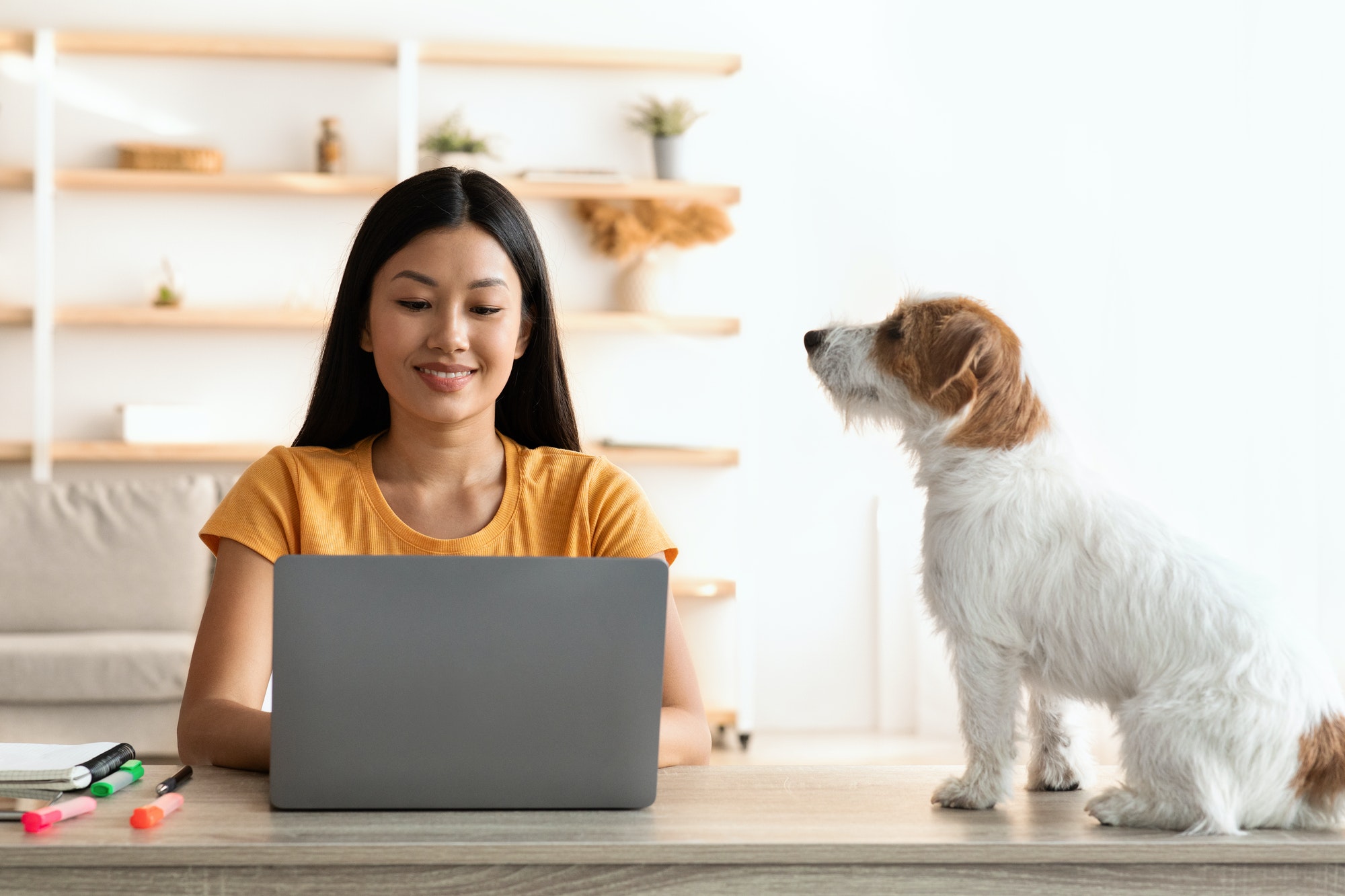 Cute doggo looking at its owner working online